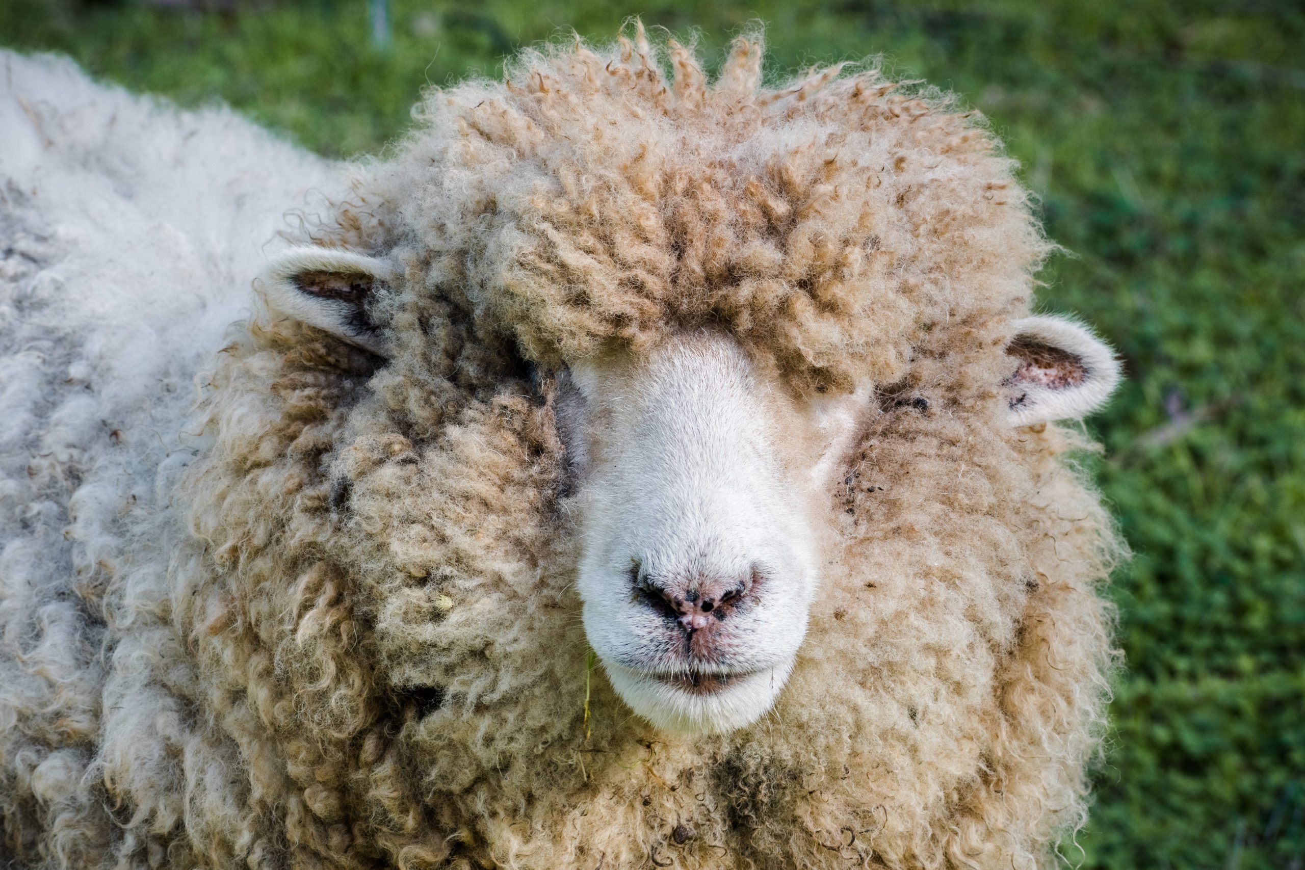 woolly-sheep-2021-08-31-17-29-53-utc-scaled